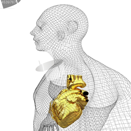 Image of Human Internal Organic - Human Heart, medical concept. 3d render