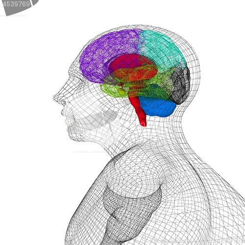 Image of Wire human head  model with brain. 3d render