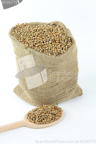 Image of Seeds of spice coriander. 