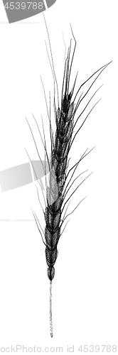 Image of Wheat ears spikelets with grains. 3d render