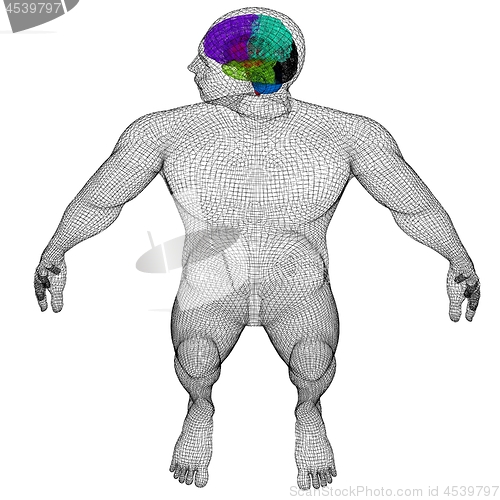 Image of Wire human model with brain. 3d render