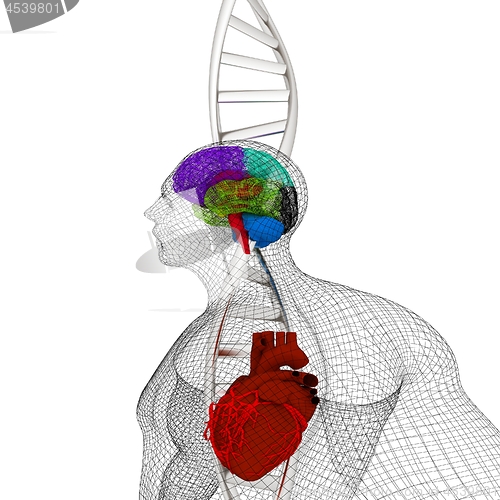 Image of 3D medical background with DNA strands and wire human body model