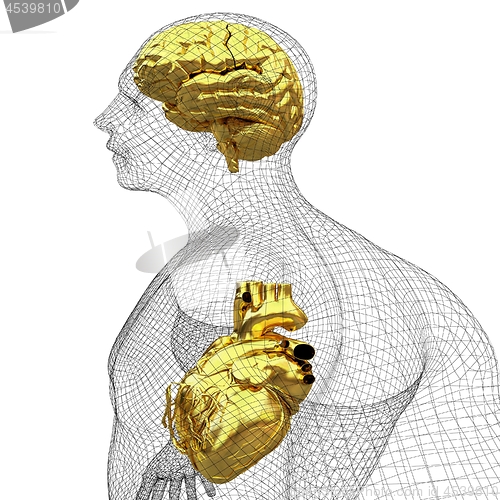 Image of Wire human body model with heart and brain in x-ray. 3d render