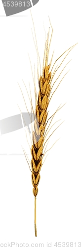 Image of Golden spikelet. 3d render