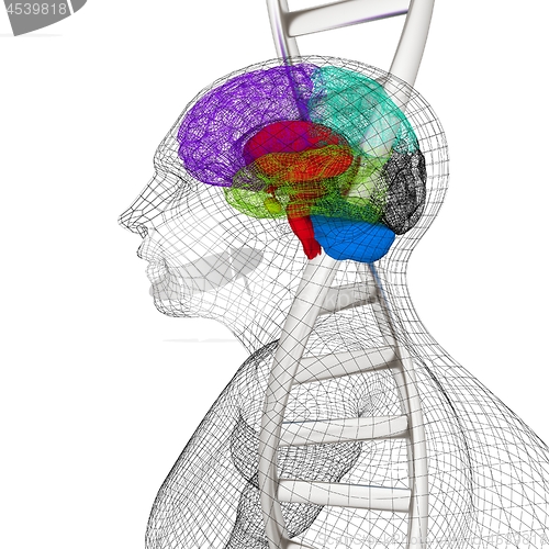 Image of 3D medical background with human, brain and DNA strands. 3d rend