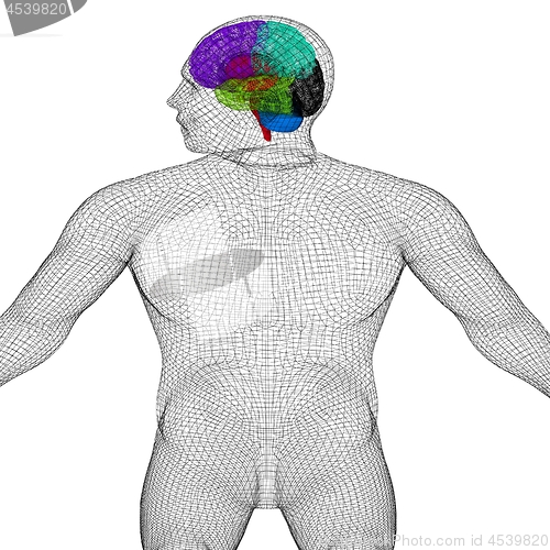 Image of Wire human model with brain. 3d render