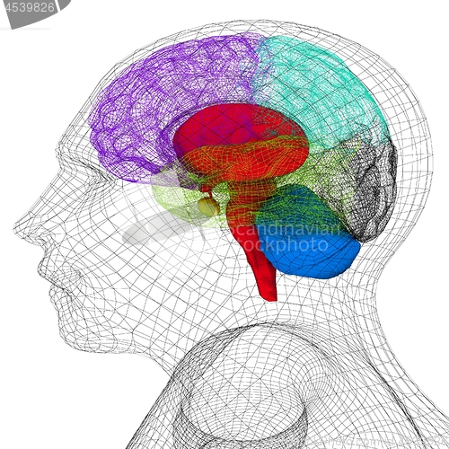 Image of Wire human head  model with brain. 3d render