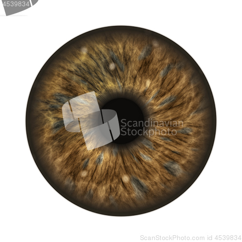 Image of dark brown human iris