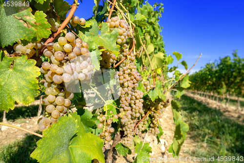 Image of typical vineyard in northern Italy Trentino