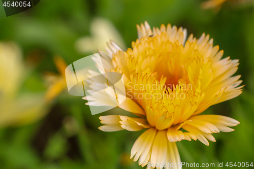 Image of Yellow calendula in green garden.