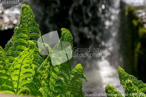 Image of Fern leafs as abstract background.