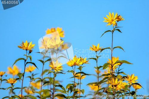 Image of Yellow flowers on blue sky.