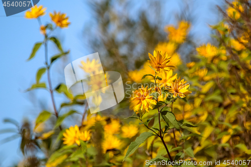 Image of Yellow flowers on blue sky.