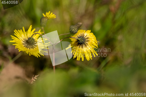 Image of Yellow flowers on green field.