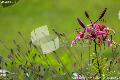 Image of Pink lily in the garden.