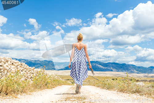 Image of Rear view of woman in summer dress holding bouquet of lavender flowers while walking outdoor through dry rocky Mediterranean Croatian coast lanscape on Pag island in summertime