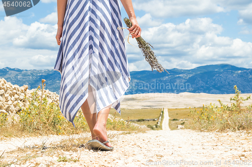 Image of Detail of woman in summer dress holding bouquet of lavender flowers while walking outdoor through dry rocky Mediterranean Croatian coast lanscape on Pag island in summertime