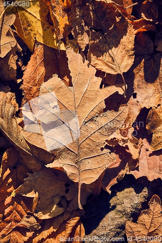 Image of Fallen autumn leaves