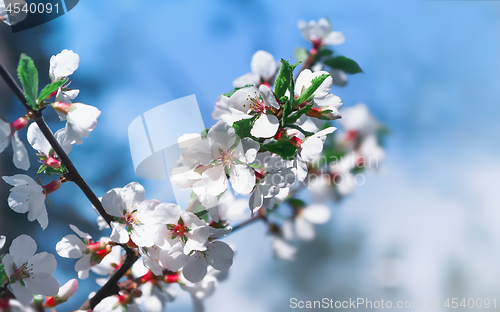 Image of White Flowers Of Cherry Blossoms On A Celestial Background