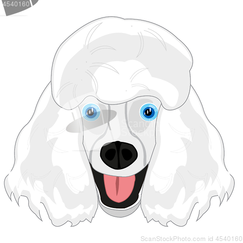 Image of Dog poodle mug on white background is insulated