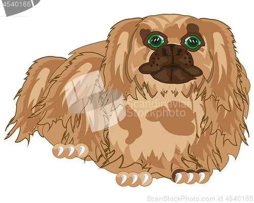 Image of Vector illustration of the dog of the sort pekingese