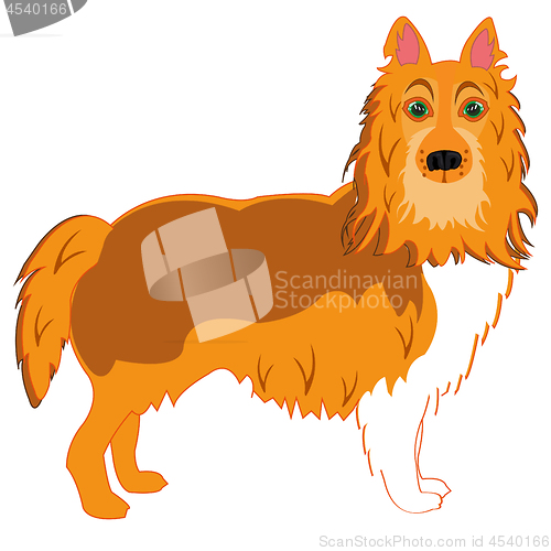 Image of Vector illustration of the dog of the sort collie