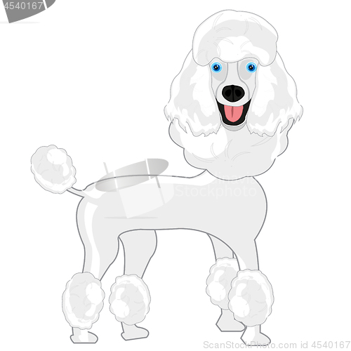 Image of Dog poodle on white background is insulated