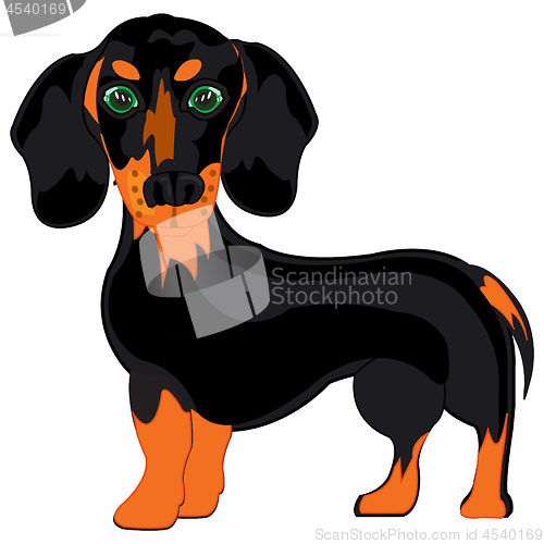 Image of Dog dachshund on white background is insulated