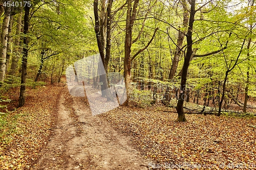 Image of Autumn forest path