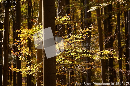 Image of Autumn forest sunshine