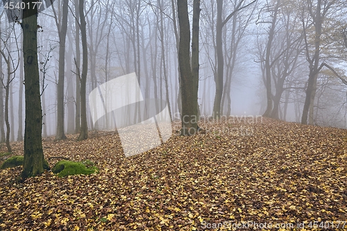 Image of Autumn Forest Fog