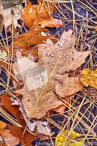 Image of Fallen autumn leaves