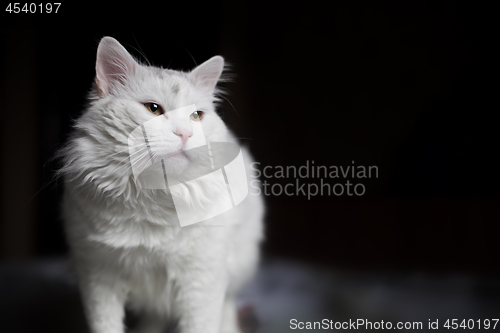 Image of A beautiful white cat is standing on the bed and looking forward with interest and curiosity