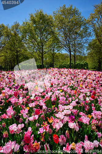 Image of Blooming tulips flowerbed in Keukenhof flower garden, Netherland