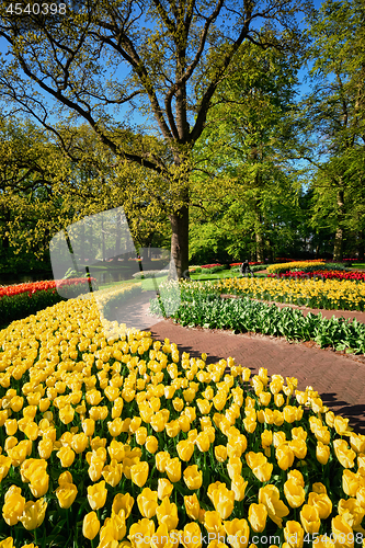 Image of Blooming tulips flowerbeds in Keukenhof flower garden, Netherlan