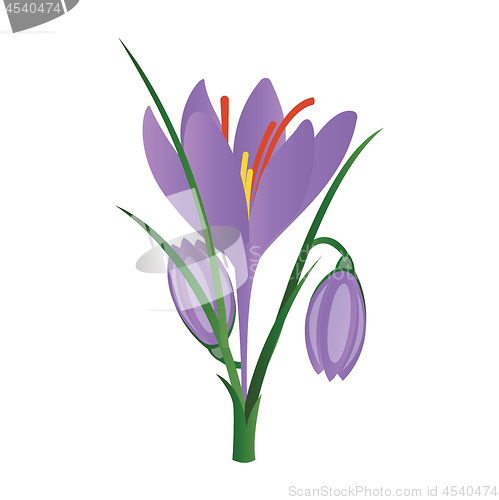 Image of Vector illustration of purple crocus flowers on white background