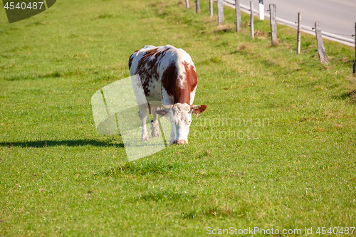 Image of cow in the green grass