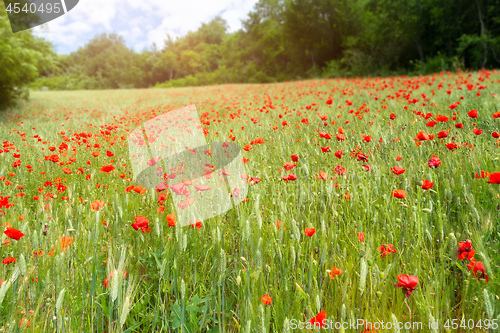 Image of poppy field