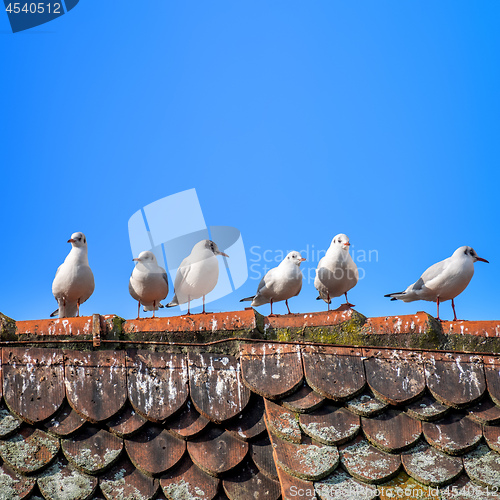 Image of six seagulls on the roof