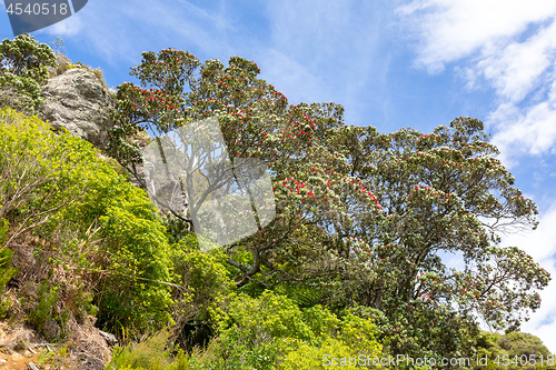 Image of pohutukawa tree red blossom