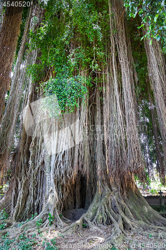 Image of Tall tree with trailing aerial adventitious roots