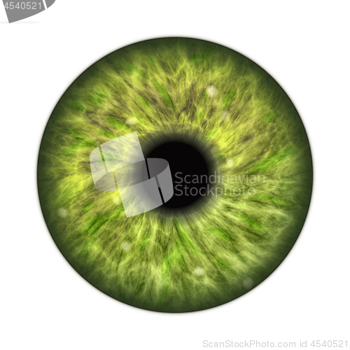 Image of dark green human iris