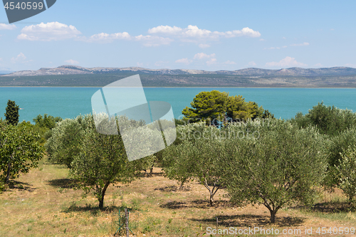 Image of Groves of olive trees surrounding Vransko lake, Dalmatia, Croatia