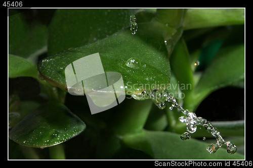 Image of Drop of water on leaf