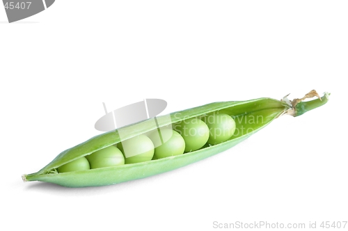 Image of Pea