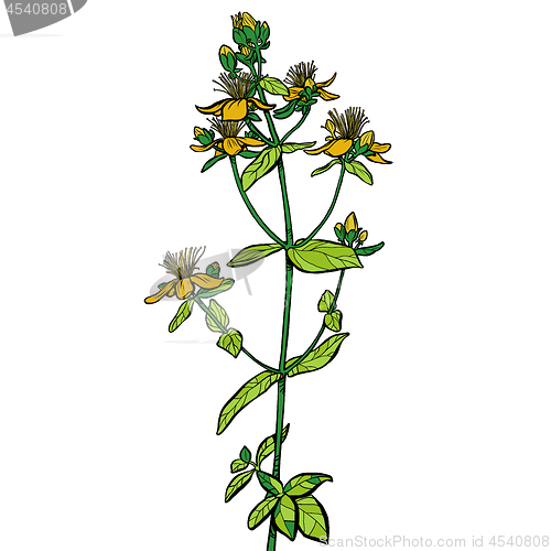 Image of Hypericum. medicinal plant