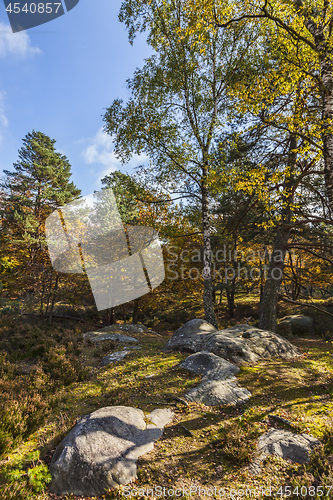 Image of Autumn Scene in Fontainebleau Forest