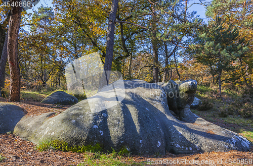 Image of Autumn Scene in Fontainebleau Forest