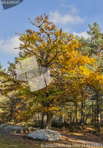 Image of Autumn Scene in Fontainebleau Forest