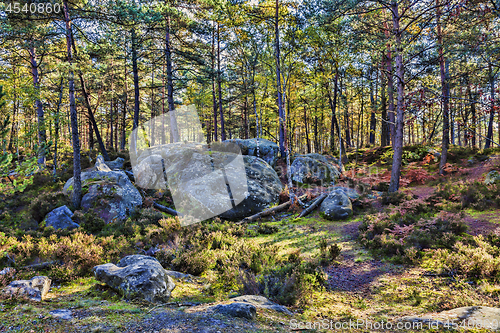 Image of Autumn Scene in Fontainebleau Forest